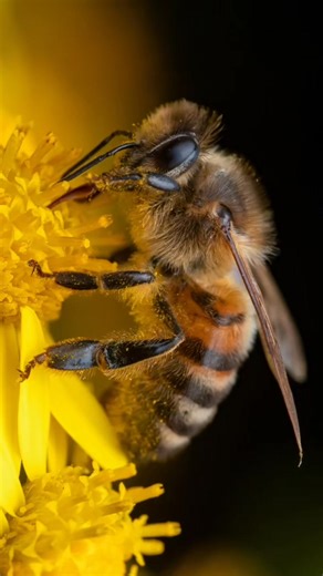 50 reactions | pollinators  here are some of the most important insects to our survival, pollinating our plants #NatureWisdom #fyp #honey | Love Bees | Facebook