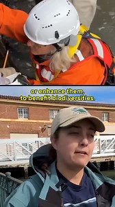 The Smithsonian's "Living Seawall Project" is investigating whether new textured tiles along San Francisco’s aging seawall can better replicate a natural habitat for native species. The experiment has previously barren portions of the barricade now brimming with life. If 288 new textured tiles prove beneficial, they could be incorporated into a more resilient seawall already in the works after expert inspections have prompted repairs to the century-old structure. Tap this link to learn more abou