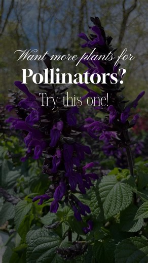 1.5K views · 50 reactions | Do you want more pollinator plants? We...