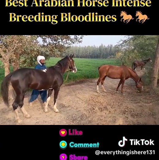 Top Arabian Horse Breeding Bloodlines