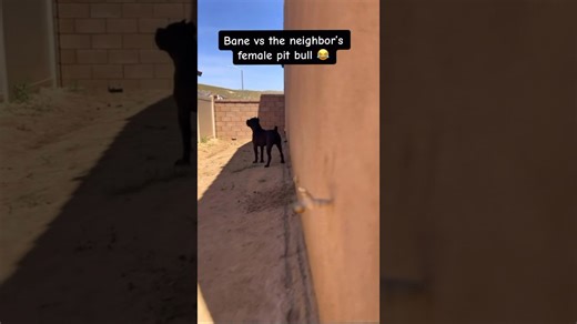 Dog faces off against the neighbor’s female pit bull