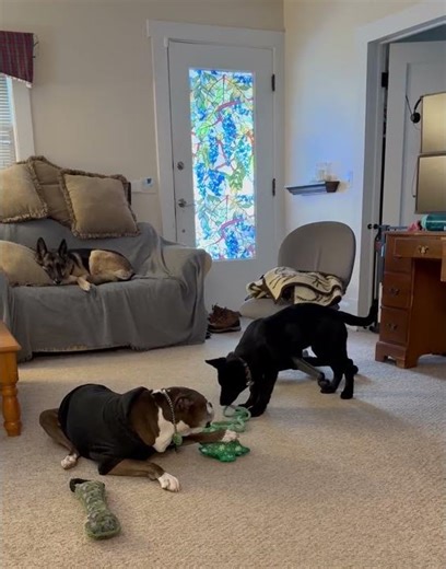 She Wants It, He Won’t Share: Sasha & Zeus Toy Drama 🐾