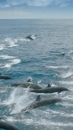 Watch these dolphins leap & spin! #dolphin #spinnerdolphin #ocean #spyintheocean