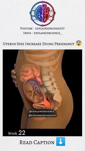 How Big Does a Uterus Get During Pregnancy? 🤰🍉 #pregnancy #babygrowth #science