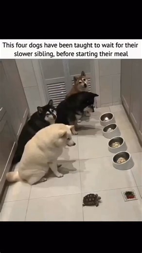 healingpaws46 on Instagram: "I don’t think I’ve ever seen a clearer example of love, patience, and pure respect between animals than this right here. 🥺🐶🐢 Every day at mealtime, these four dogs are ready and excited for their bowls… but they don’t touch a single bite until their slower sibling — a sweet little turtle — finally makes it to the table. 💕 At first, you might think, “Dogs waiting for food? Impossible.” But they’ve learned something truly special: family means nobody gets left behi