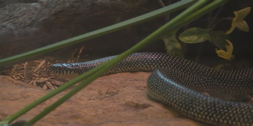 What to know about snakes in Arkansas this spring