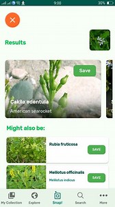 PlantSnap.com identifies American searocket (Cakile edentula), a species of the flowering Cakile plant. This plant is native to North America. | PlantSnap | Facebook