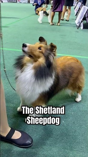 The Shetland Sheepdog