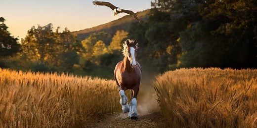 Budweiser Clydesdale ad rated best Super Bowl commercial in 2026: Watch it here
