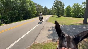 9.9K views · 254 reactions | NICE GAITED MULES I AM ON THE STOCKING LEGGED BLACK MULE , TANGO 7 years old , 14.1 hands tall and very stout .. very nice gait to him .. Trevor is on a 3 year old gaited molly named DALLAS, WALKING HORSE MOM AND A GAITED JACK , she is very well bred and talented.. she has a great lope as well . Very confident on the trails , also works double . | Max Bishop | Facebook