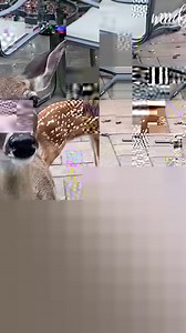 Mama deer introduced her babies 😍 | MetDaan