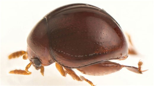 New Pinhead-Sized Beetle Discovered in Borneo