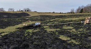 4 Electrocuted Deer Discovered When Utility Pole Breaks in Field
