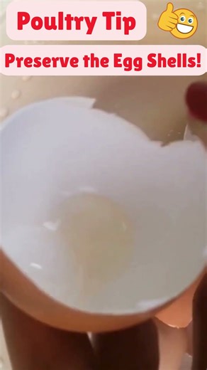 Egg Shells for Calcium in Chicken!!!
