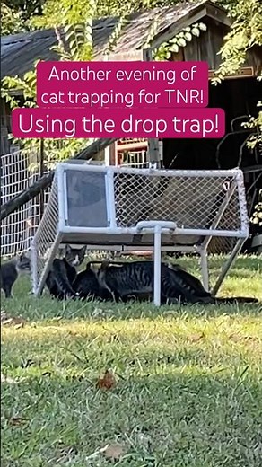 Cat catch with drop trap! #TNR #cat #catvideos