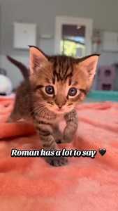 Say hi to our chattiest foster kitten, Roman 🖤 | Kitten Lady