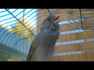 This Canary’s Voice Is Pure Relaxation - Canary Singing Video
