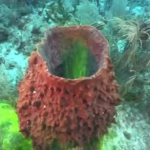 20K views · 381 reactions | Sponge pumping water. A sponge might not...