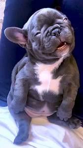 1.3M views · 10K reactions | Snoring King  #frenchbulldog #snoringdog #snoring #haha | Nurf-Fan | Facebook