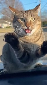 Heartbreaking regret: The moment the cat loses the bird within an inch. #rescue #animals #usareels 🎬This video was produced by Network Media and Blue-X Studio | The Imaginary Art Exhibit