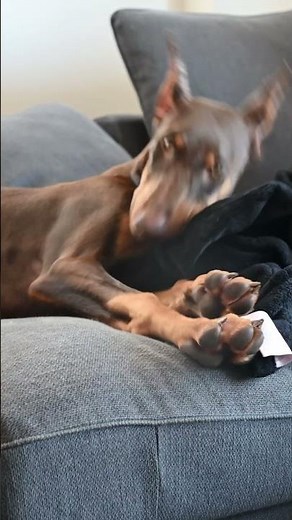 Red Female Doberman Pinscher 🤎 #doberman #shorts #beautiful