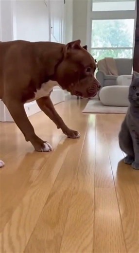 🐶⚡ Pitbull Puppy Gets Slapped By Bully Cat… Then Mom Charges In! #animals #catvsdog #shorts