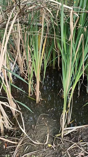 Video di L'Alieno (@alieno64) con suono originale - VanyaParanormal&Crime