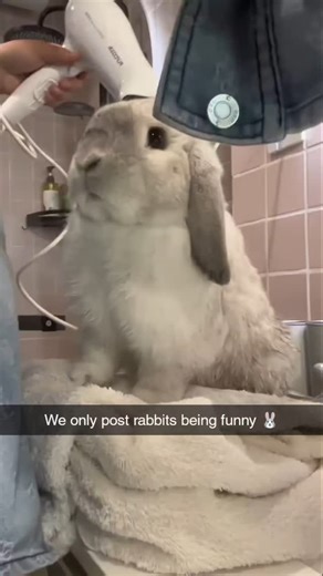 Rabbits Being Funny | "These bunnies are taking funny to a whole new level! 🐰🤣 From zoomies to unexpected antics, they’re guaranteed to make you smile. Tag a... | Instagram