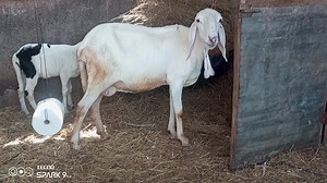 À vendre Une brebis en gestation 76647985 | Samaké ka zôzani