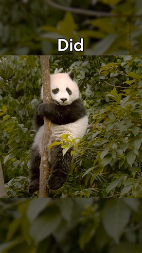 With a pseudo-thumb for gripping bamboo and no need to hibernate, giant pandas are unlike most other bears. Explore these five facts to learn what makes them so remarkably adapted to their environment. | National Geographic