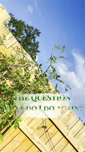 Tomato Hornworms Beware… I’m Ready This Time