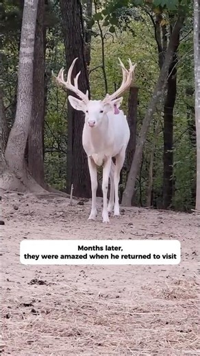 Rejected albino fawn gets the ultimate surprise
