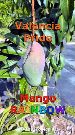 🥭 The best Mango Valencia Pride. #mangotree #mango #valencia