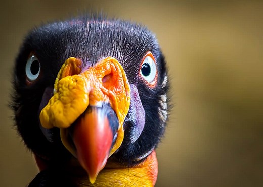 39 Colorful King Vulture Facts (Sarcoramphus papa) | JustBirding
