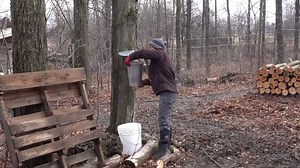 18K views · 53 reactions | Climate change is already having an effect on maple syrup production in Upstate NY, producers and researchers say. https://trib.al/TOBlkgk | syracuse.com | Facebook