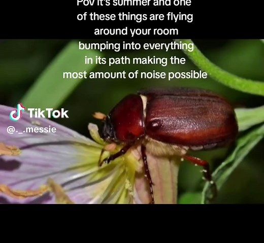 Discover the Charm of June Bugs This Summer