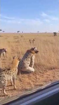 This Man Has NO Fear… Playing With a Real Tigress 🐯 #viral #new #wildlife #shorts