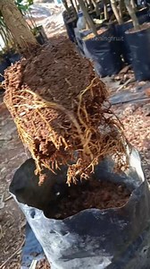 roots of citrus plants | GardeningFruit