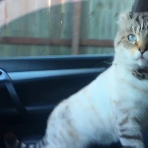 7.1K views · 189 reactions | American curl kitty enjoys a ride in the car  | Cat Vines | Facebook