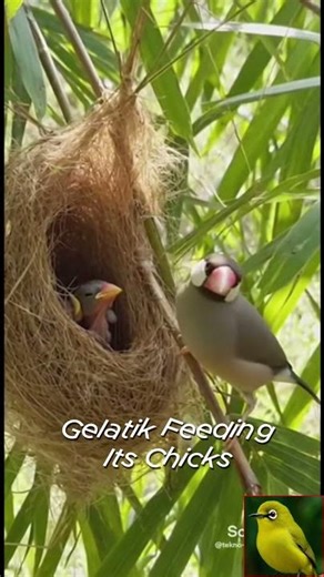 Gelatik Feeding Its Chicks | Peaceful Morning in the Bamboo Forest