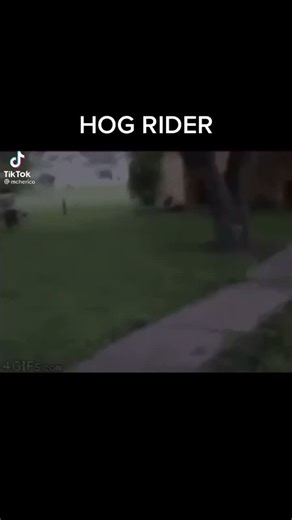 HOG RIDER #HOG #RIDER #meme