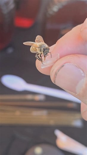 This honeybee stopped by to get some honey from the end of a honey straw at our local fall festival! You can see her extending specialized tongue known as a proboscis into the honey! In the fall most of the nectar sources dry up, so honeybees get desperate and will try and get sweet liquids from just about anywhere! | BeensBees