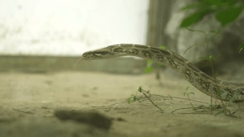 clip-4010979017-python-snake-zoo