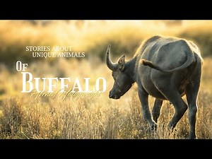 Why This "Cow" Is Called The Black Death