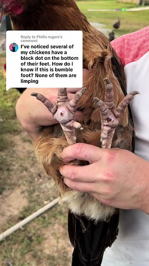 Treatment and Grading of Bumblefoot in Chickens