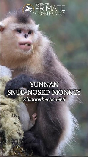 Yunnan Snub-Nosed Monkeys in 34 seconds