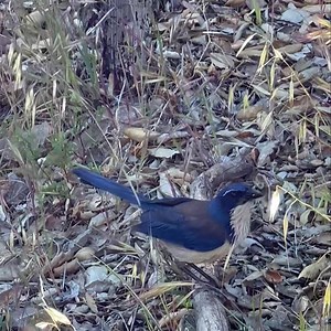 102K views · 3.5K reactions | Of the over 500 species of birds that...