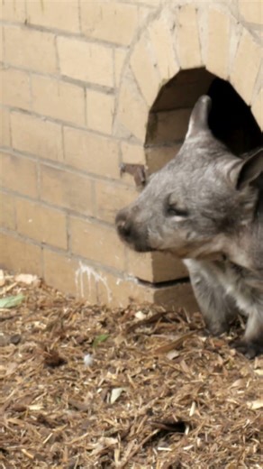 This Animal Poop's Cubes… Yes Really 😳