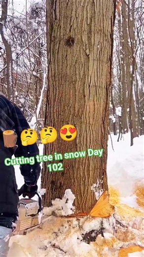 Cutting tree in snow Day 102 #fall #stihl #tree #forest #forestlife #treeworks #shorts #shortsfeed