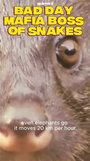 Angry earthworm facing its boss battle #snake #mangoose #shortvideo